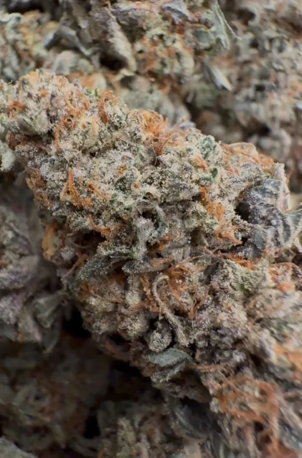 Buy Purple Guava Dawg Indica UK Buy Purple Guava Dawg Indica UK