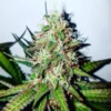 Buy UK Cheese Feminized Marijuana Seeds Online