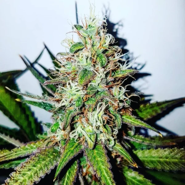 Buy UK Cheese Feminized Marijuana Seeds Online
