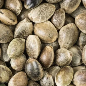 Buy UK Cheese Seeds Online