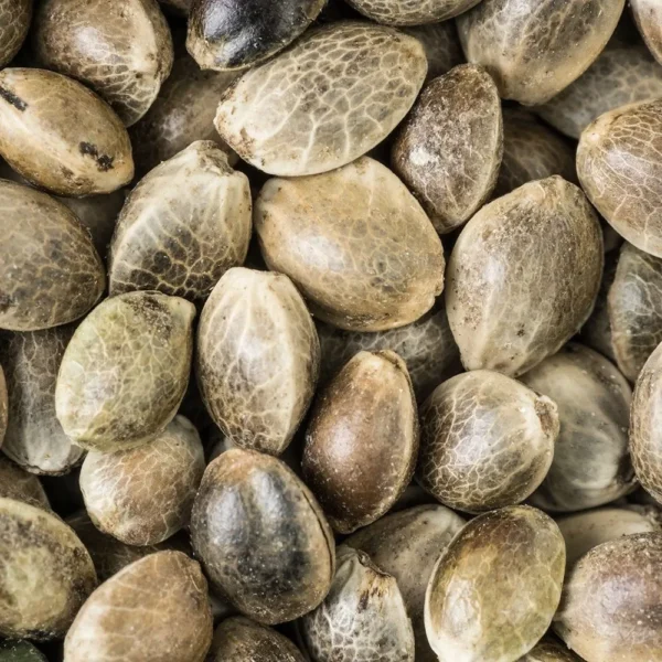 Buy UK Cheese Seeds Online