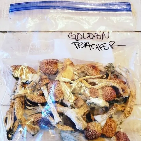 Buy golden teacher mushroom