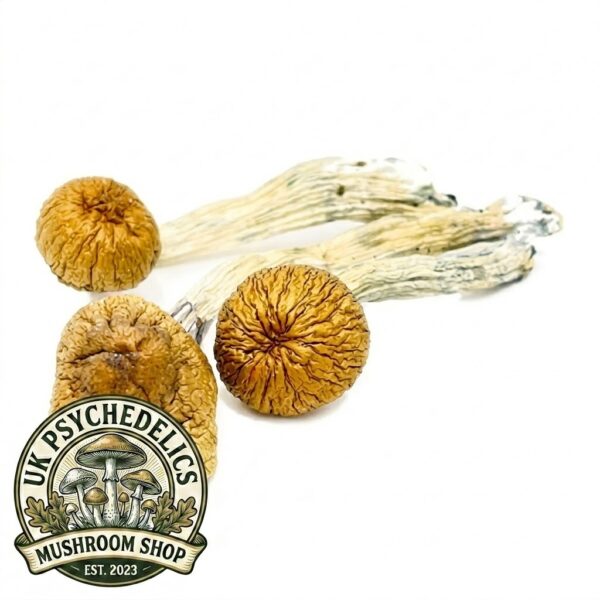 Cambodian Mushrooms Cambodian Mushrooms