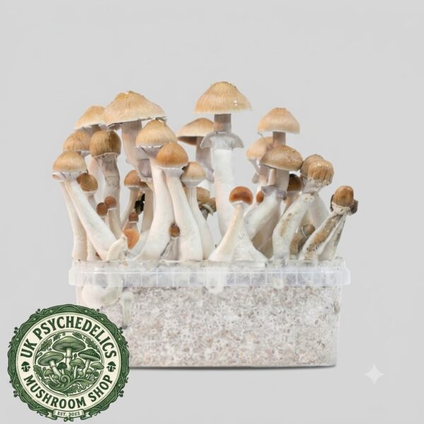 Cambodian – Magic Mushroom Grow Kit Cambodian – Magic Mushroom Grow Kit