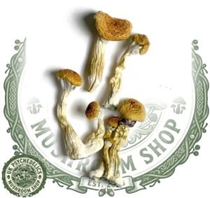 GOLDEN MAMMOTH MAGIC MUSHROOM