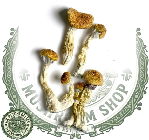 GOLDEN MAMMOTH MAGIC MUSHROOM GOLDEN MAMMOTH MAGIC MUSHROOM