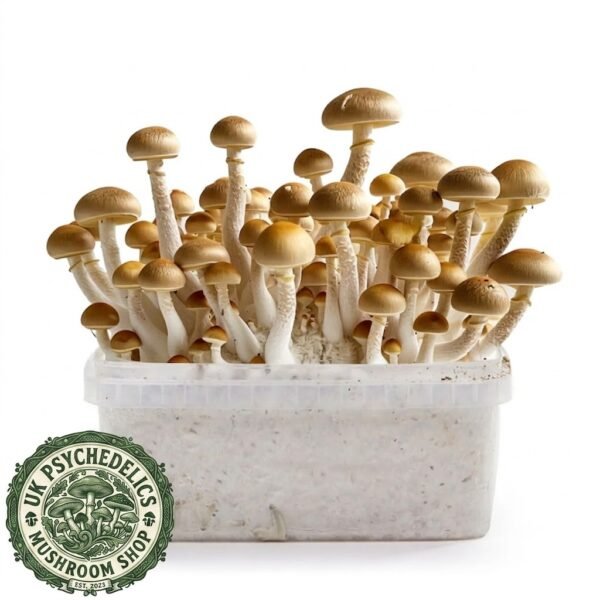 Golden Teacher Magic Mushroom Grow Kit Golden Teacher Magic Mushroom Grow Kit