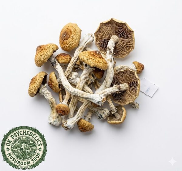 Golden Teacher Mushrooms Golden Teacher Mushrooms