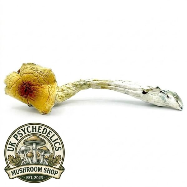 Huatla Magic Mushroom Huatla Magic Mushroom