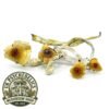 Huatla Magic Mushrooms Huatla Magic Mushrooms