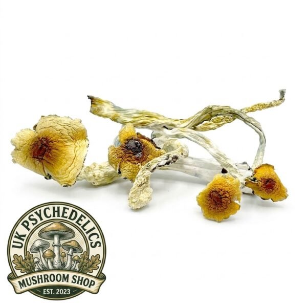 Huatla Magic Mushrooms Huatla Magic Mushrooms