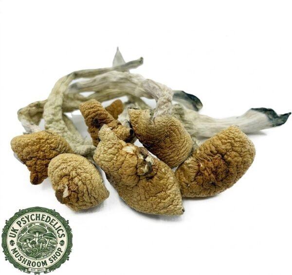 Lizard King Magic Mushrooms For Sale Lizard King Magic Mushrooms For Sale