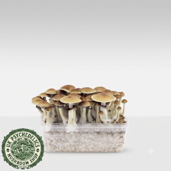 Mazatapec – Magic Mushroom Grow Kit