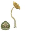 Mazatepec Magic Mushroom For-Sale