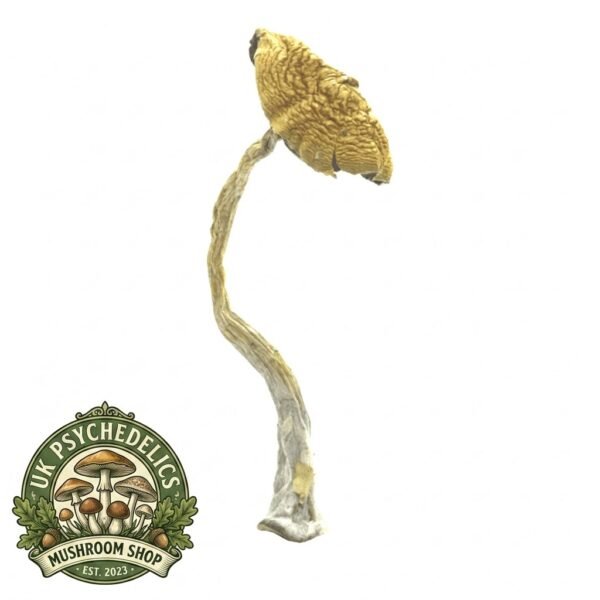 Mazatepec Magic Mushroom For-Sale