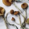 Mazatepec Magic Mushroom For Sale