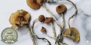 Mazatepec Magic Mushroom For Sale Mazatepec Magic Mushroom For Sale