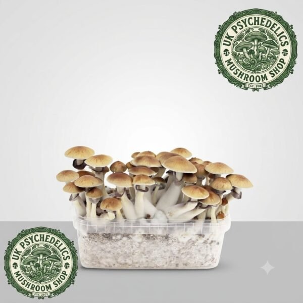Mexicana – Magic Mushroom Grow Kit Mexicana – Magic Mushroom Grow Kit