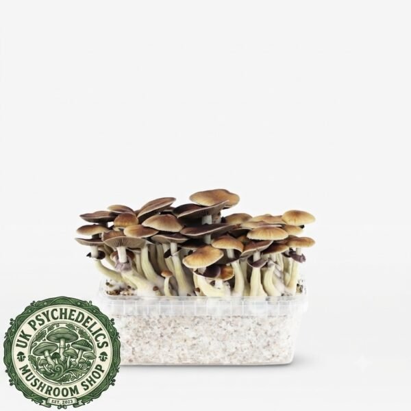 PES Hawaii – Magic Mushroom Grow Kit PES Hawaii – Magic Mushroom Grow Kit