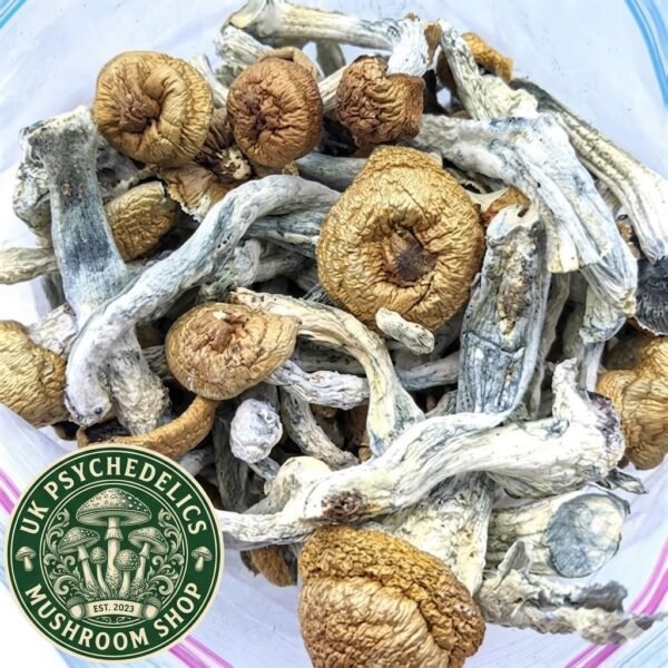 Penis Envy Mushrooms Penis Envy Mushrooms