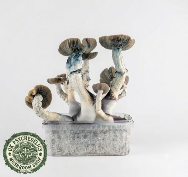 Penis Envy – Magic Mushroom Grow Kit Penis Envy – Magic Mushroom Grow Kit