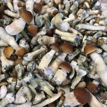 Psilocybe Cyanescens Psilocybe Cyanescens