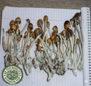 Psilocybin cubensis Amazonian 50grams Psilocybin cubensis Amazonian 50grams