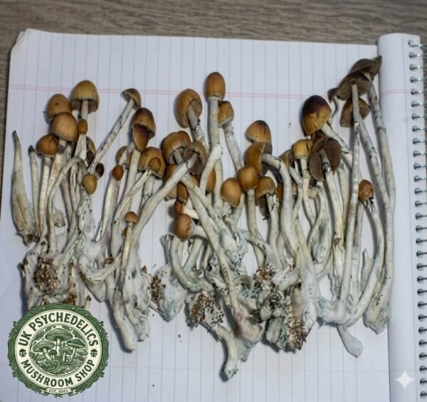 Psilocybin cubensis Amazonian 50grams