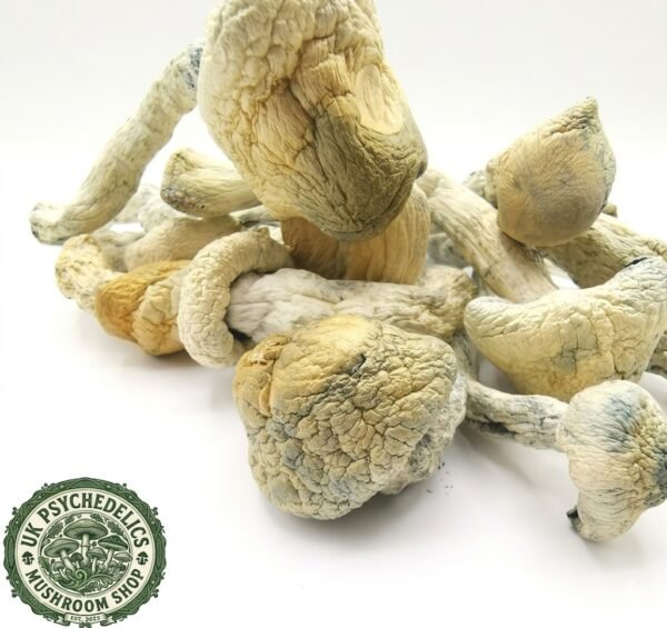 Thrasher Mushrooms For Sale Thrasher Mushrooms For Sale