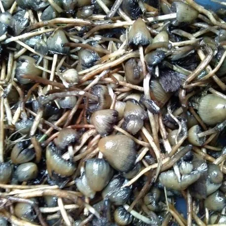 psilocybe semilanceata psilocybe semilanceata